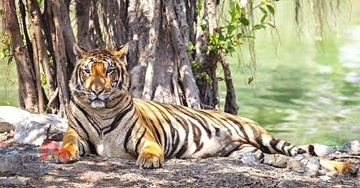 Heboh! Warga Tapsel Kaget Lihat Harimau Berkeliaran di Sawah