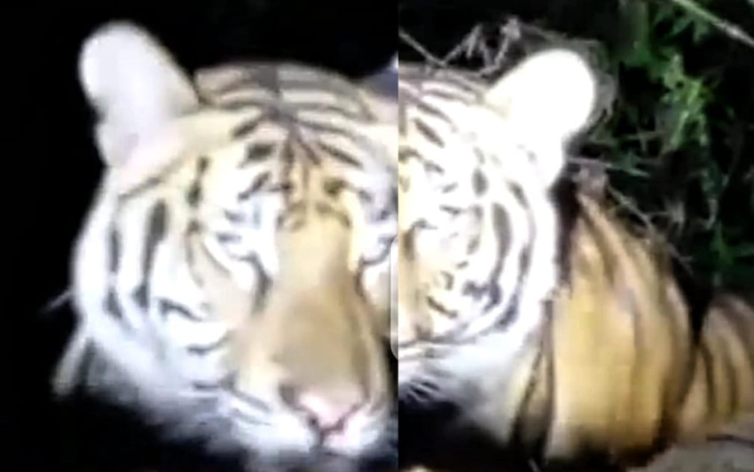 Harimau Sumatera Terlihat di Desa Marancar Godang, Tapsel