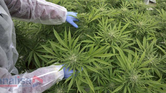 Ambiguitas Ganja Medis : Polemik Legalitas