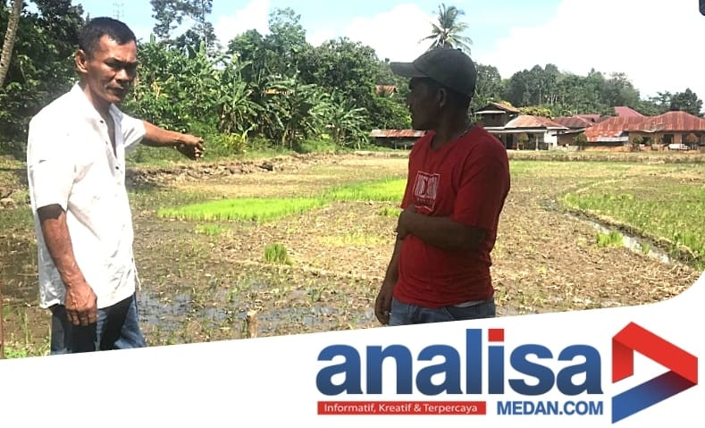 Saluran Irigasi 'Dirusak', Puluhan Hektar Sawah Terancam Kekeringan di Padangsidimpuan Batu Nadua
