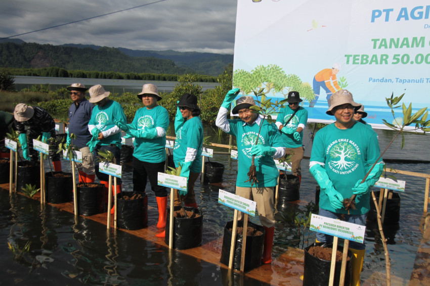 Konsisten Jaga Keseimbangan Alam, Agincourt Resources Tanam 60.000 Mangrove dan Tebar 50.000 Bibit Kerang & Kepiting