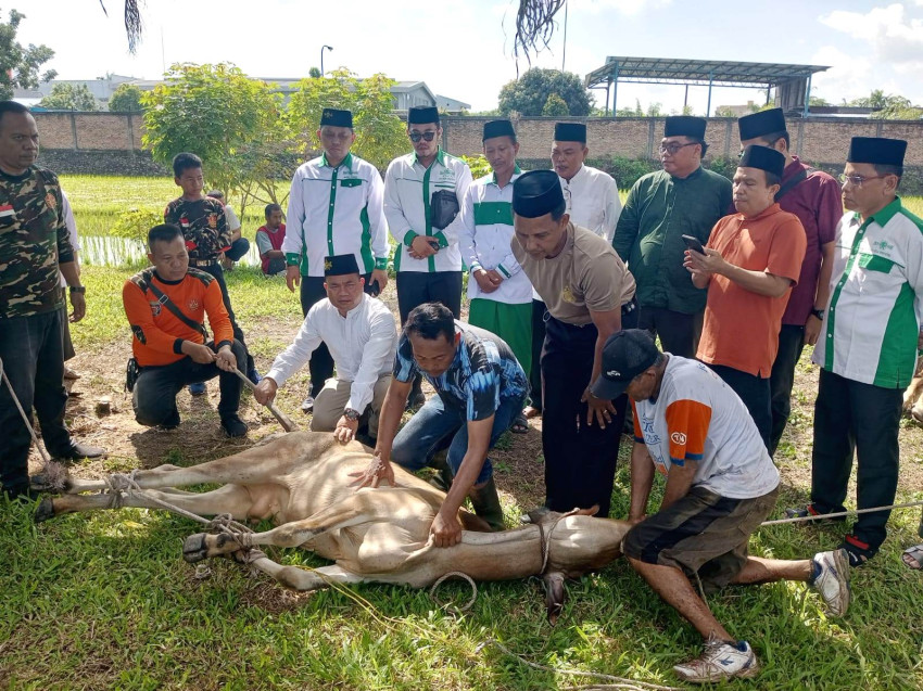PCNU Deliserdang Sembelih 9 Ekor Sapi Kurban