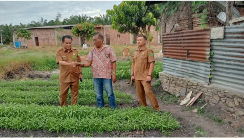 Disela Kesibukan, Pj Bupati Palas Kunjungi Kebun Pertanian Warga Aek Tunjang