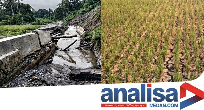 400 Hektar Sawah dan 9 Desa di Sidimpuan Alami Kekeringan, Terancam Gagal Panen