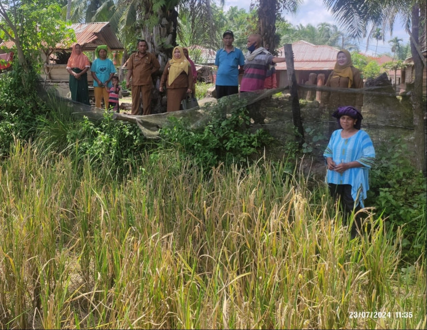 Diserang Tikus, Ratusan Hektar Sawah di Sihapas Barumun Gagal Panen
