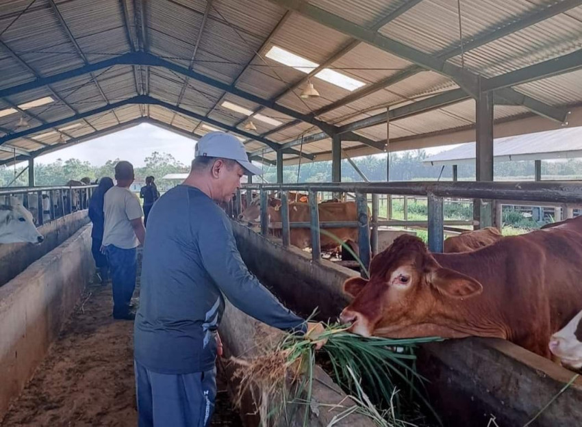 Pengembangan Ternak di Palas Berpotensi Untuk  Kesejahteraan Masyarakat