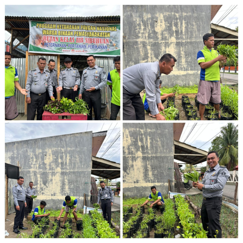 Dukung  Ketahahan Pangan Nasional, Rutan Sibuhuan Panen Sayur Mayur