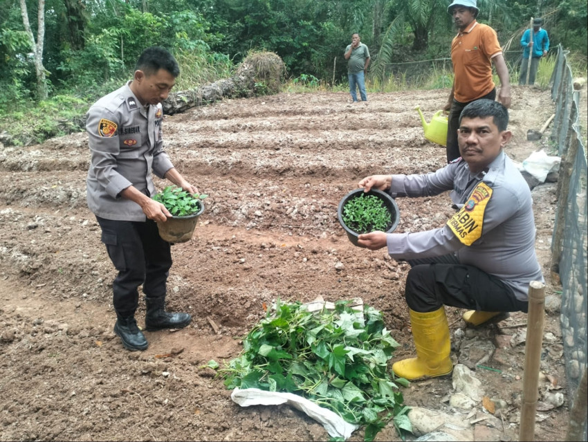 Polsek Barumun Tengah dan Pemdes Janji Raja Laksanakan Program Ketahanan Pangan