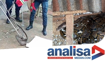Dalam Sehari, 2 Warga di Sidimpuan Telpon Damkar Minta Petugas Evakuasi Ular Kobra dan Sanca Dari Kandang Ayam