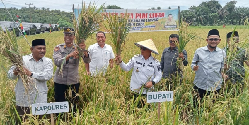 Dukung Ketahanan Pangan, Bupati Palas Panen Raya di Desa Tanjung