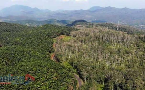 Lahan Rakyat Diberi ke PT Agrinas Palma, Lian Guntur Warga Paluta Siap Gugat Satgas PKH