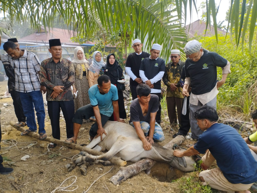 Idul Adha, Kemenag Palas dan Jajaran Madrasah Sembelih 21 ekor Hewan Kurban