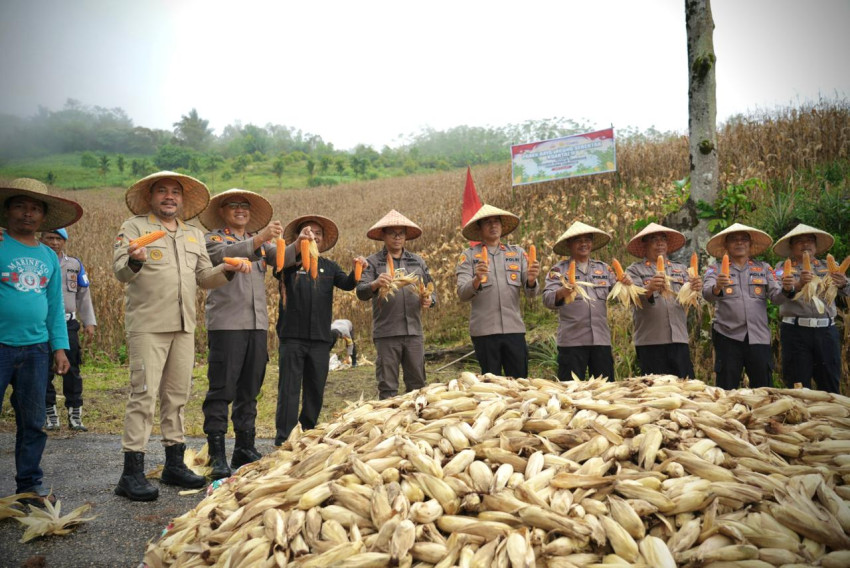 Bupati dan Kapolres Pakpak Bharat Panen Jagung di Lahan 1,5 Hektar