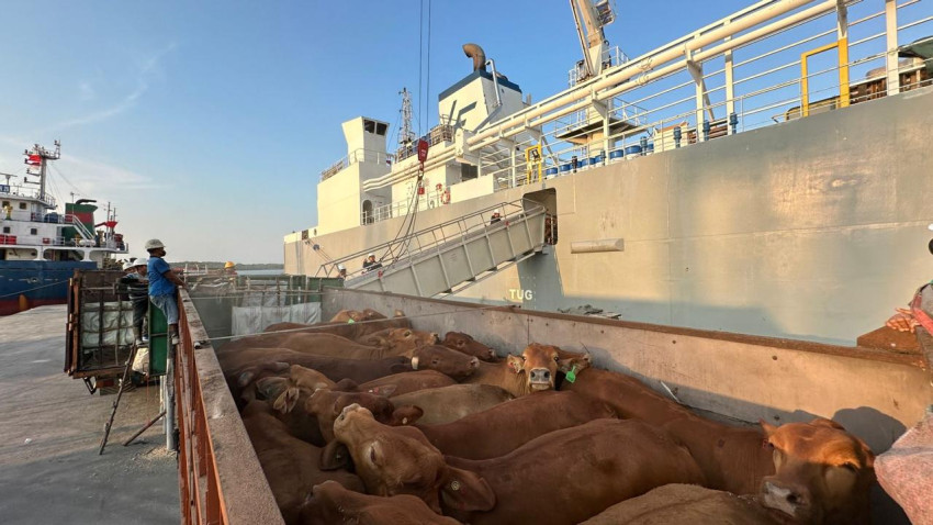 Komitmen Layanan Livestock Pelindo Kawal Ketahanan Pangan Nasional