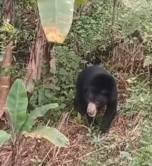 Heboh, Beruang Madu Berkeliaran di Pemukiman Pasar Sibuhuan Palas