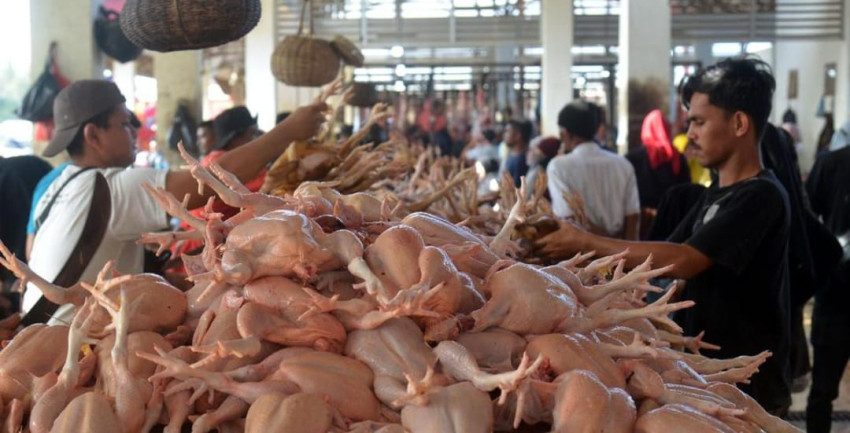Harga Daging Ayam di Medan Melonjak Sejak Program MBG Berjalan, Pedagang Tercekik Modal