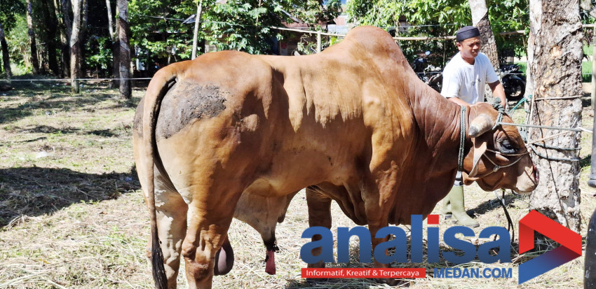 Sapi Bantuan Presiden Prabowo Diserahkan kepada masyarakat di Padangsidimpuan