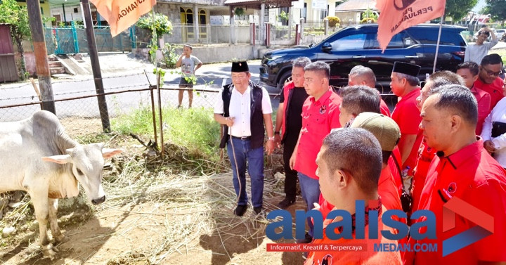 Serahkan Sapi Kurban Ke DPC PDI Perjuangan Tapsel. Rapidin: Arahan Ketua Umum Megawati