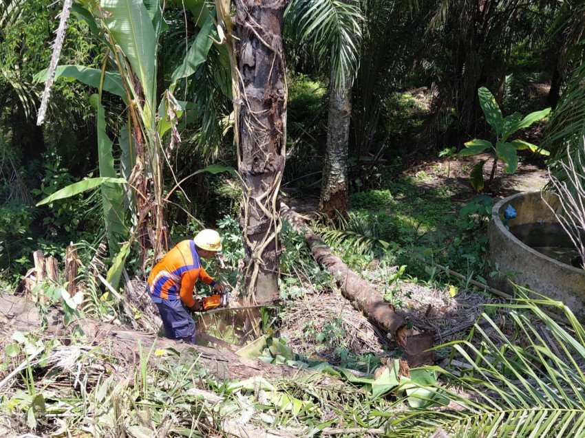 KAI Sumut Pangkas Pohon di 330 Titik Jalur KA Antisipasi Meningkatnya Curah Hujan