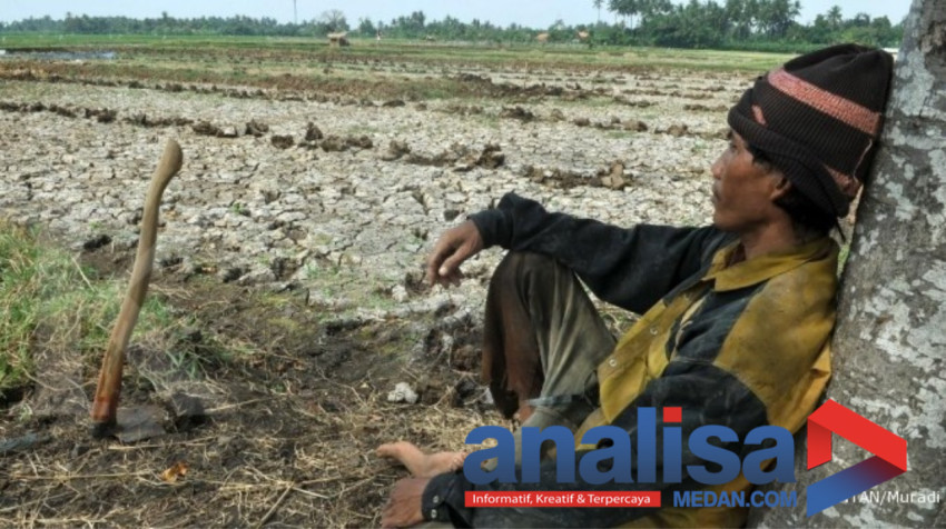 Pupuk Subsidi Langka dan Mahal, Petani Sipirok Tapsel Menjerit dan Ratapi Nasib