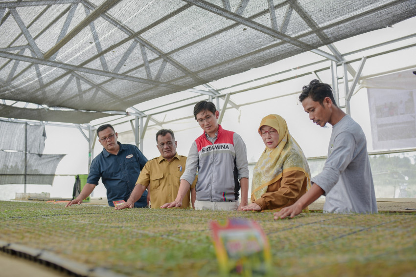 Pulih Pasca-Banjir, Kelompok Tani Pertamina EP Rantau Panen Cabai Bersama Wakil Bupati Aceh Tamiang