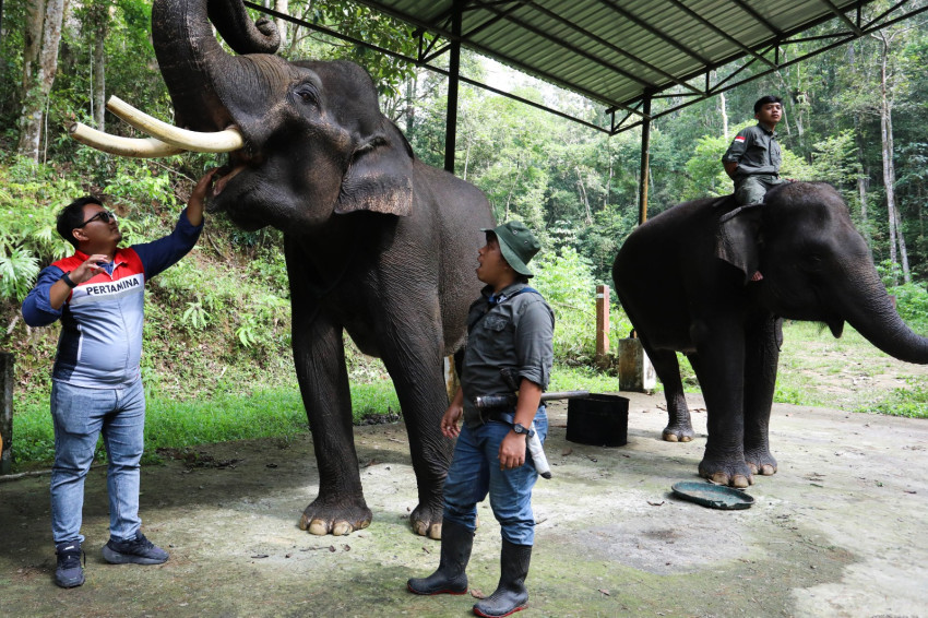 MERAWAT MAMALIA RAKSASA SUMATERA